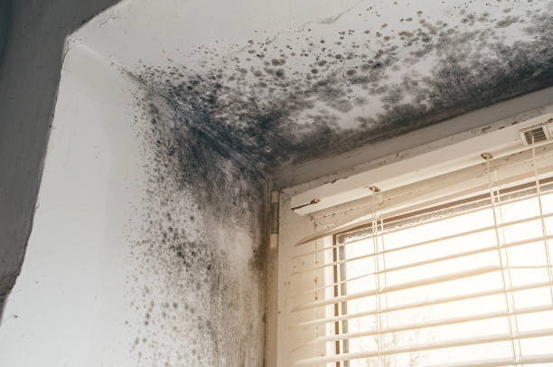 Affordable Mold Cleanup solutions in Clear Brook, VA