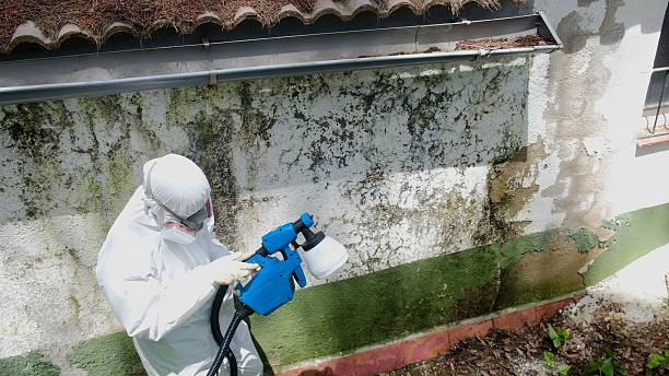 Top rated local Mold Cleanup specialists in Clear Brook, VA